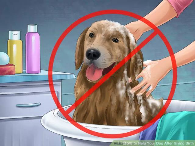 狗狗坐月子该注意什么,狗狗例假期间注意哪些