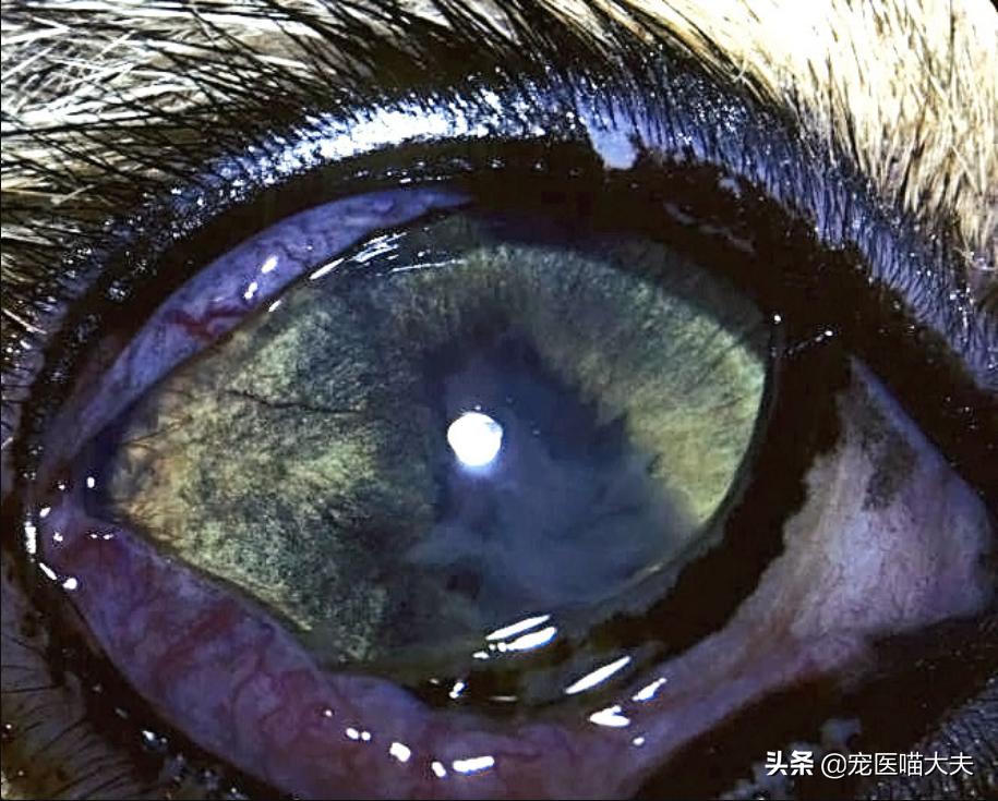 怎么预防猫咪得弓形虫病,猫咪得了弓形虫什么症状