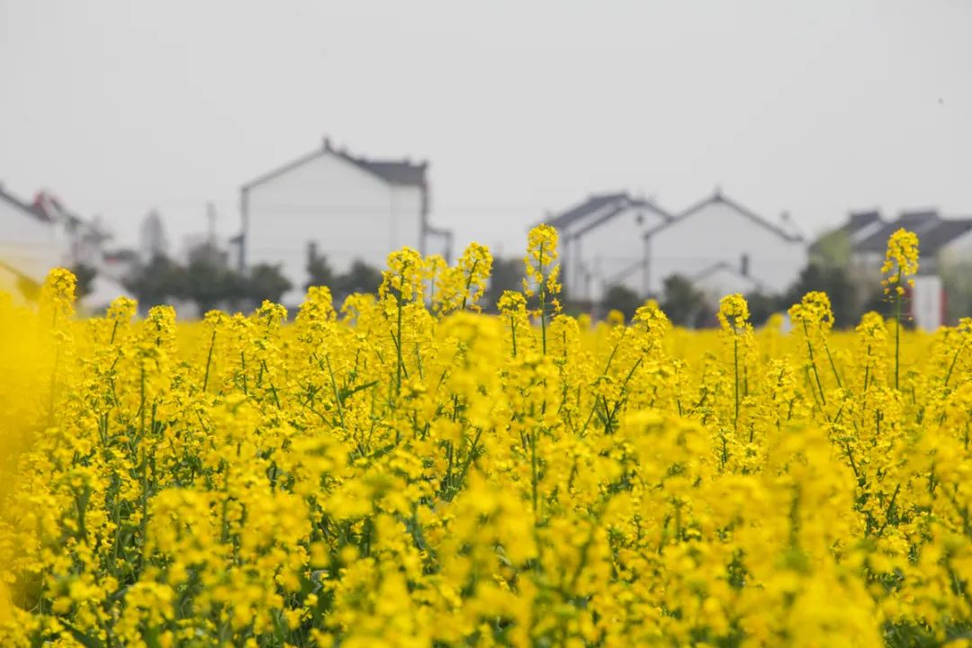 苏州赏花推荐景点有哪些,苏州赏花踏青攻略