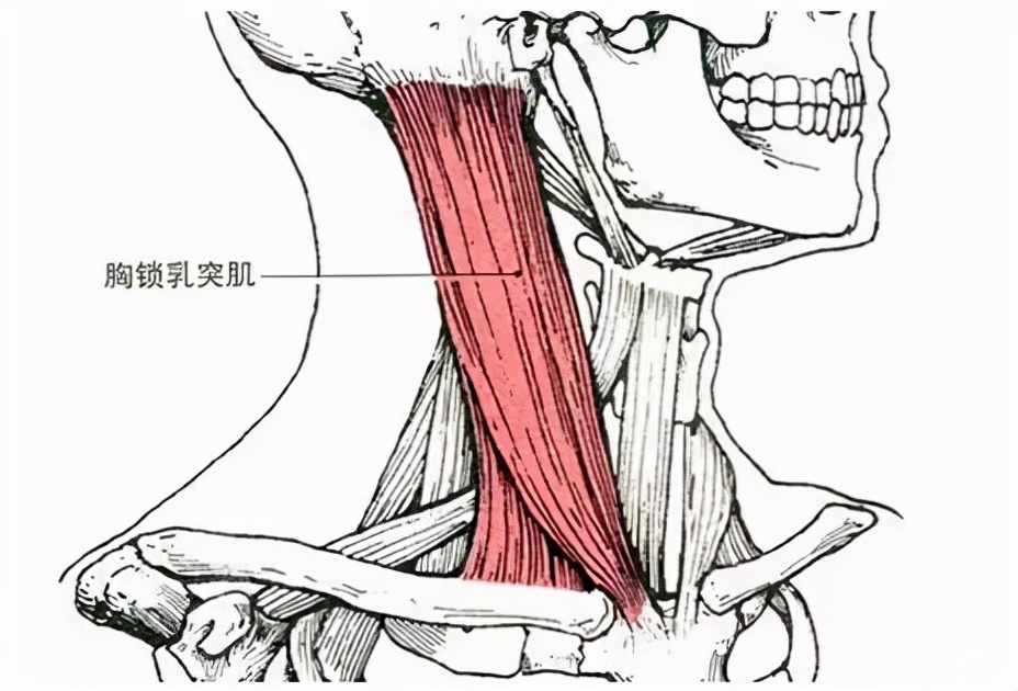 斜颈为什么导致脸不对称,脸部不对称是斜颈吗