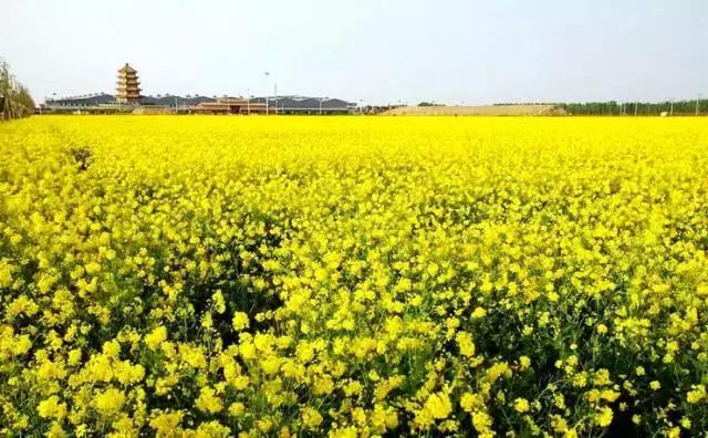 天津静海油菜花景点在哪里,天津油菜花旅游最佳路线图