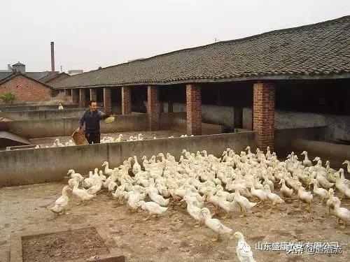 鸭眼睛红流泪怎么回事,鸭眼睛肿胀流眼泪