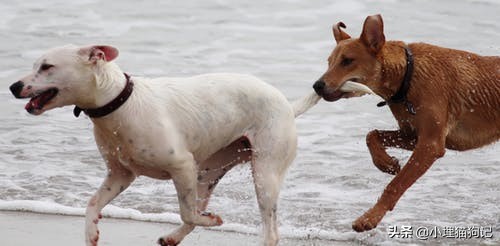 人会得抑郁症吗,狗狗会得抑郁症了怎么治疗