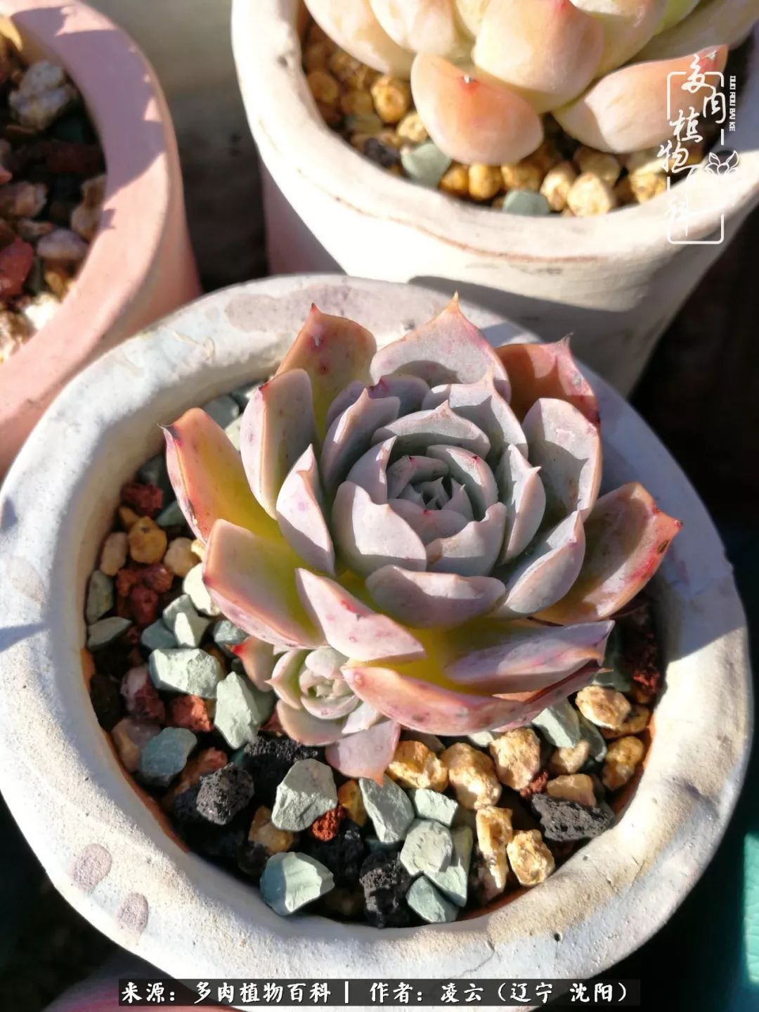 秋闲赏多肉,话育儿,亲生的自家娃,总有一刻让你怦然心动