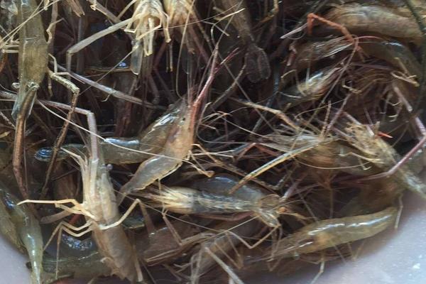 河虾的种类名称和价格,河虾和海虾的种类