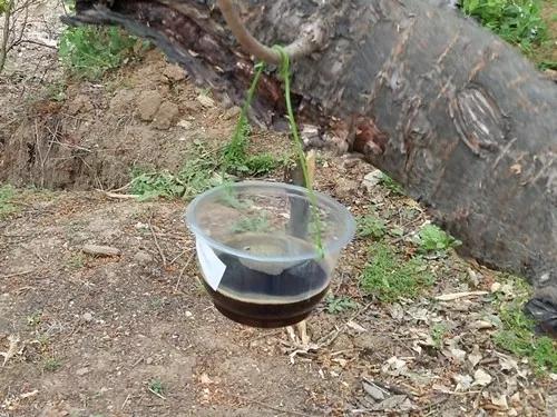 防治樱桃果蝇最佳时间怎么防治,樱桃里的果蝇幼虫人吃了危害大吗