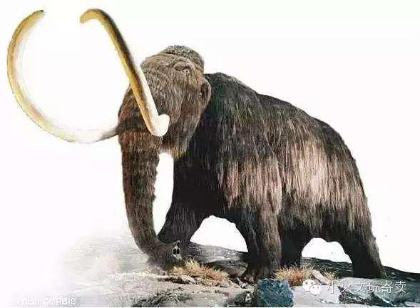 原皮猛犸象牙整牙视频,猛犸象牙是什么东西