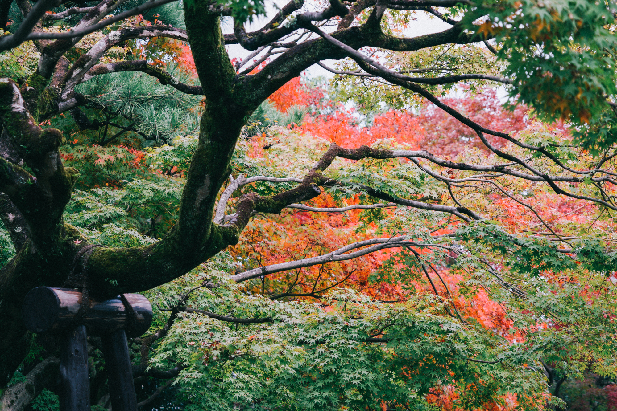 日本京都南禅寺国宝,日本旅游国宝
