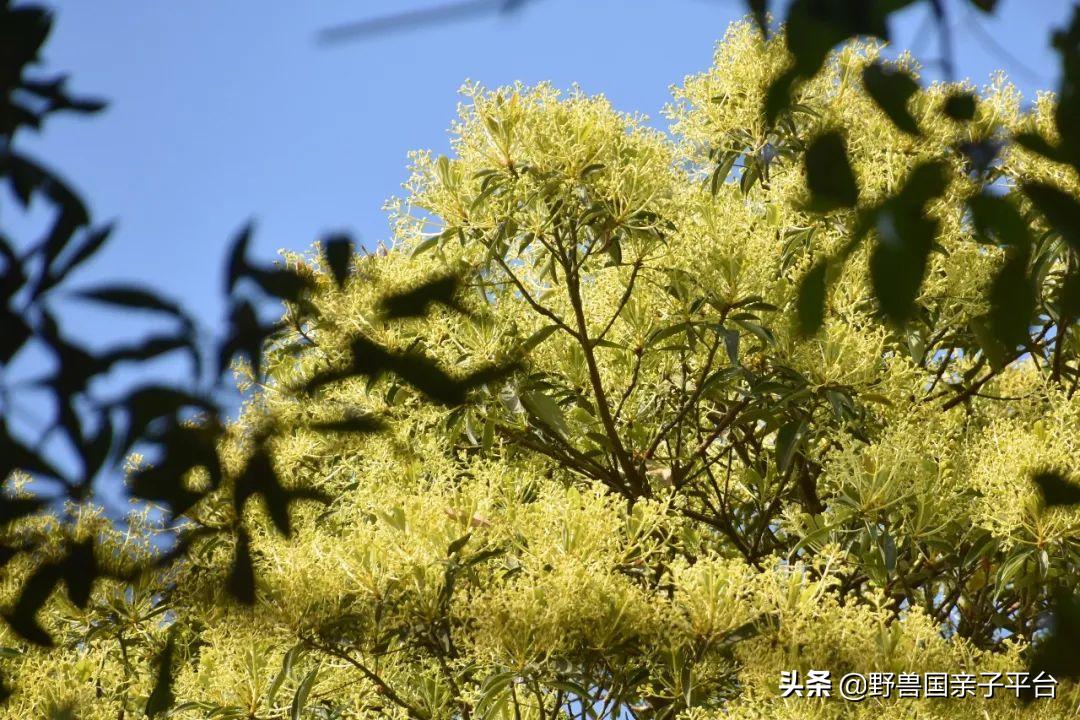 春天的花真的很美丽让人向往,春天的花也太美了