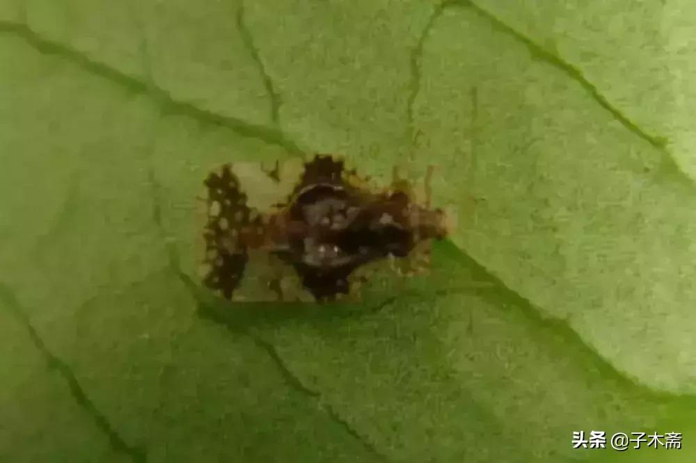 柑橘大实蝇和柑橘小实蝇常规虫害,柑橘虫害高清图谱及防治方法