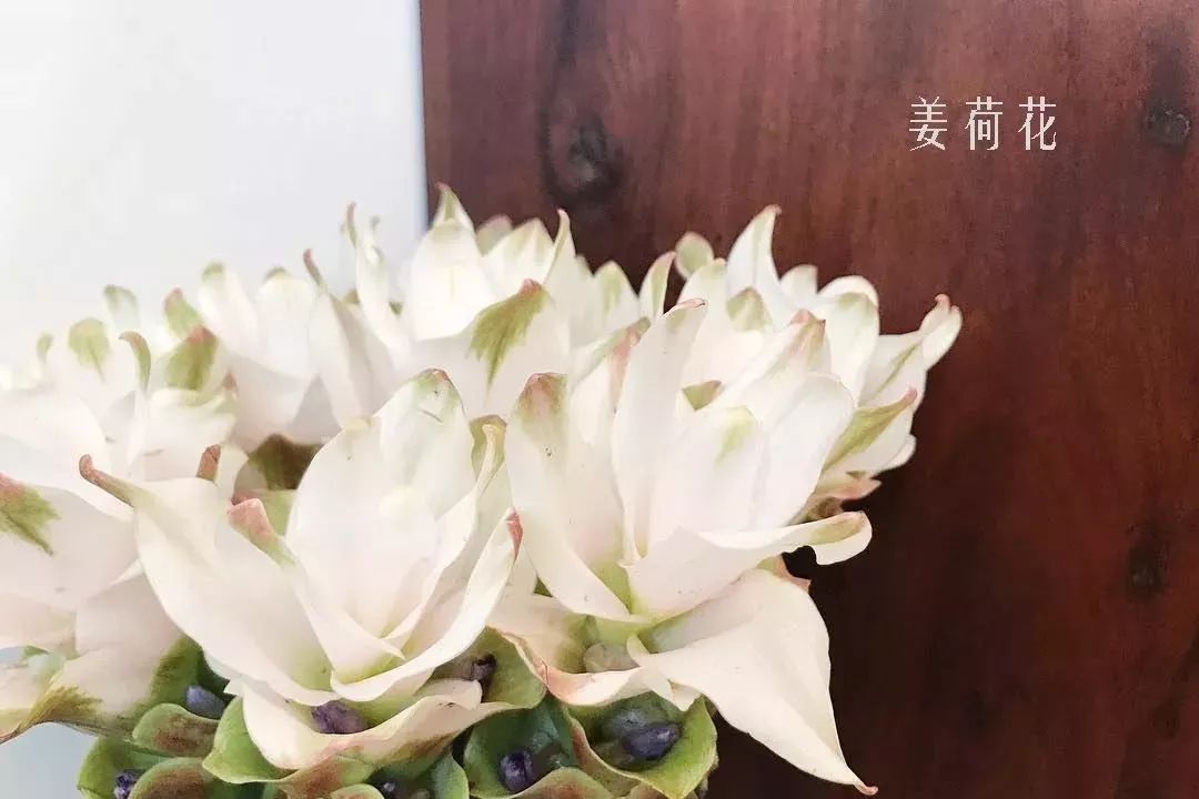 鲜花店常见花材品种大全,花店里同款的两种不同价格的花材