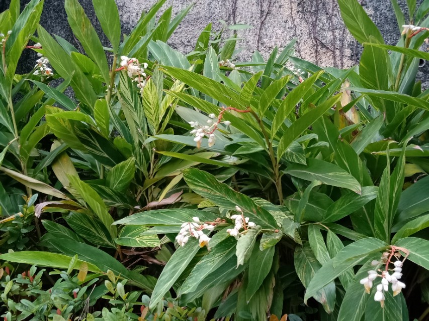 砂仁怎么煮粥养胃,香砂养胃胶囊功效