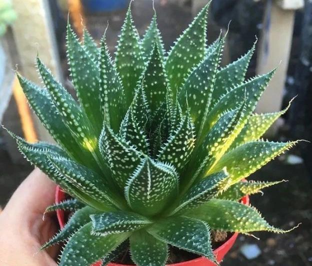 波露和雪花芦荟哪个好看,波路芦荟怎么养