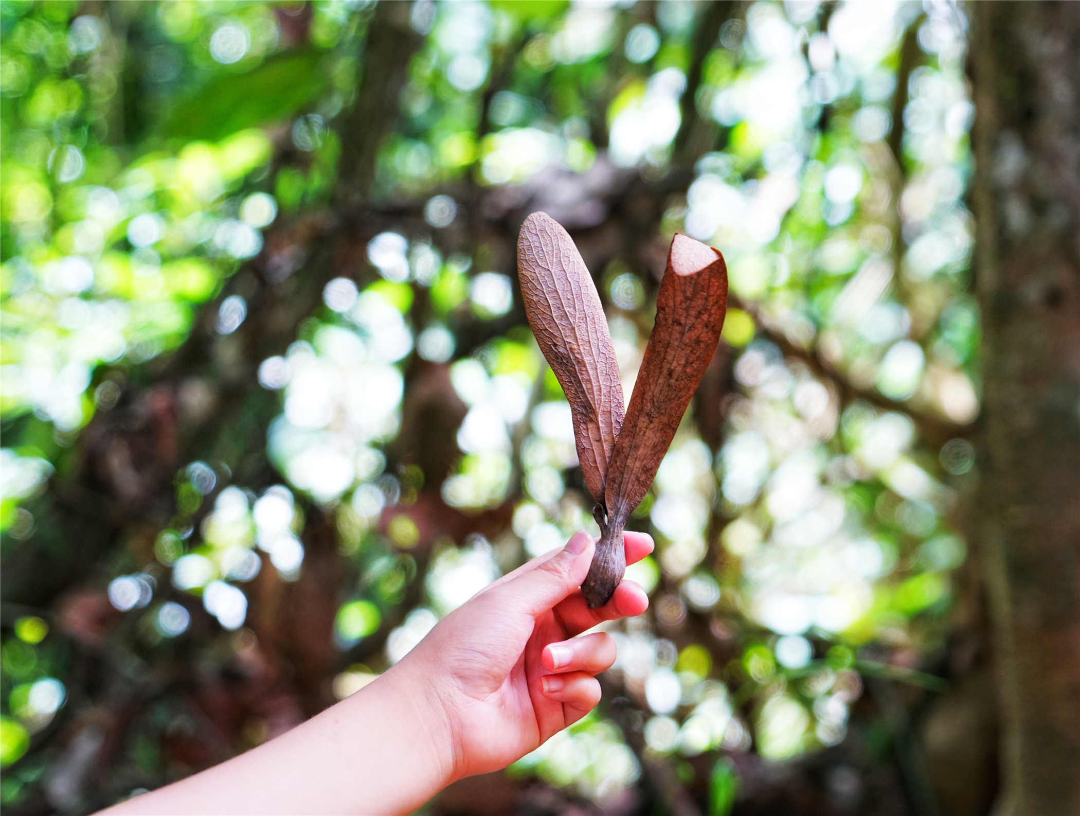 热带雨林丛林深处望天树图片,热带雨林中的望天树