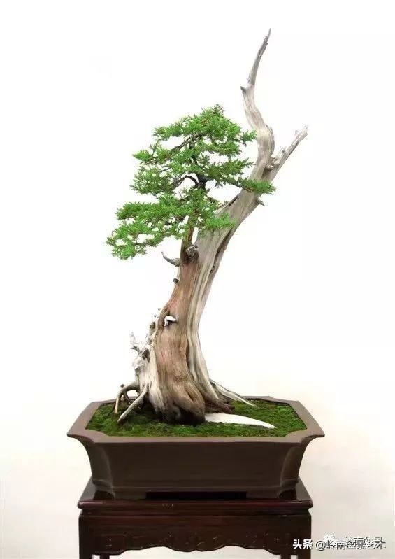 松柏盆景造型舍利,柏树盆景舍利制作全过程图解视频