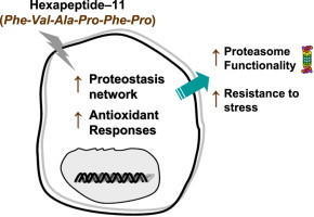 活力素乙酰基六肽-7如何令肌肤细胞年轻
