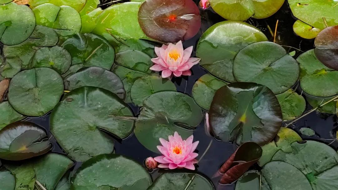 青岛粉黛花海拍照,青岛好看的拍照地怎么拍