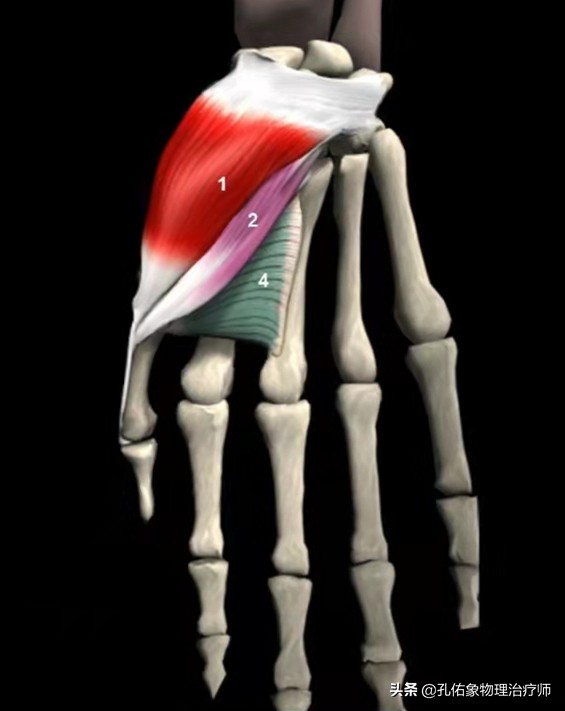 中年人患腱鞘炎怎么治,中老年腱鞘炎特效药