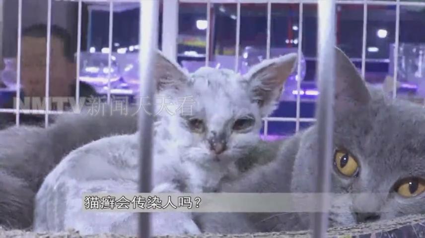 呼和浩特一女子花1500元买了只小猫，几天后孩子身上竟出了红疹？！女子投诉猫舍职能部门介入