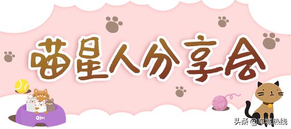 萌化了！十堰茅箭区首届撸猫节，周末约起