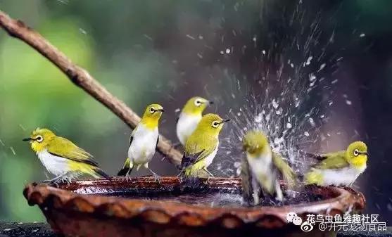 小鸟如何开食,鸟怎么开食算成功