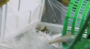 鱼类长途运输方法,活鱼运输最佳方法