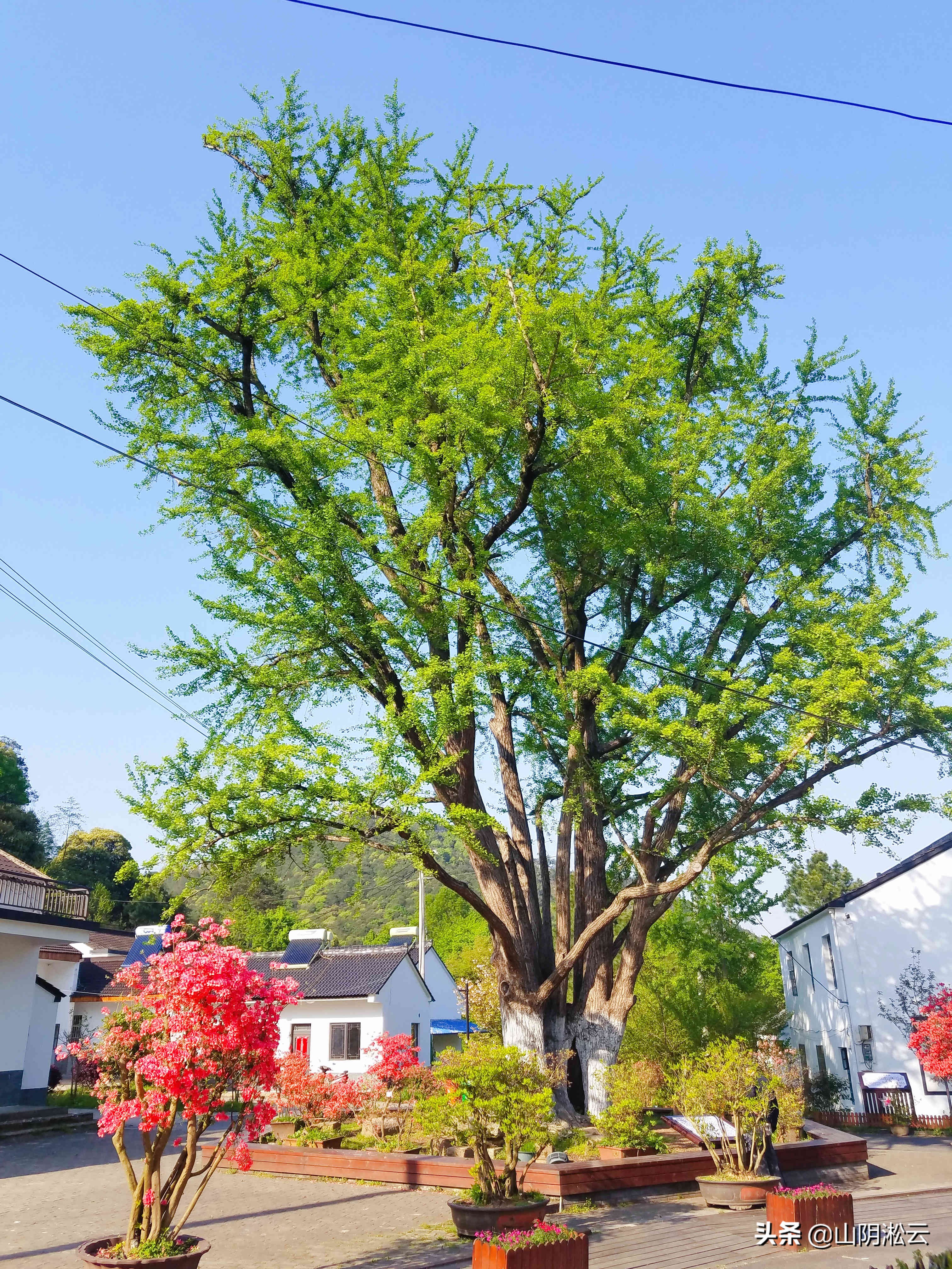 900岁古树见证，从岳飞的抗金沙场到美不胜收的杜鹃花谷
