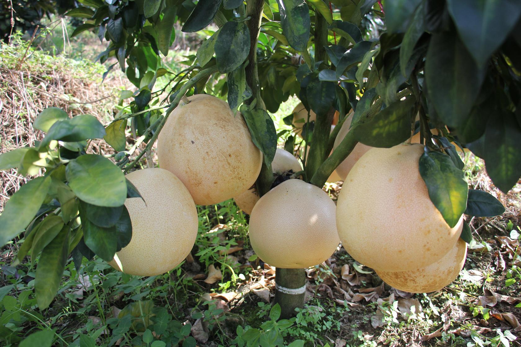 红河州河口发展怎样,红河州经济高质量跨越式发展