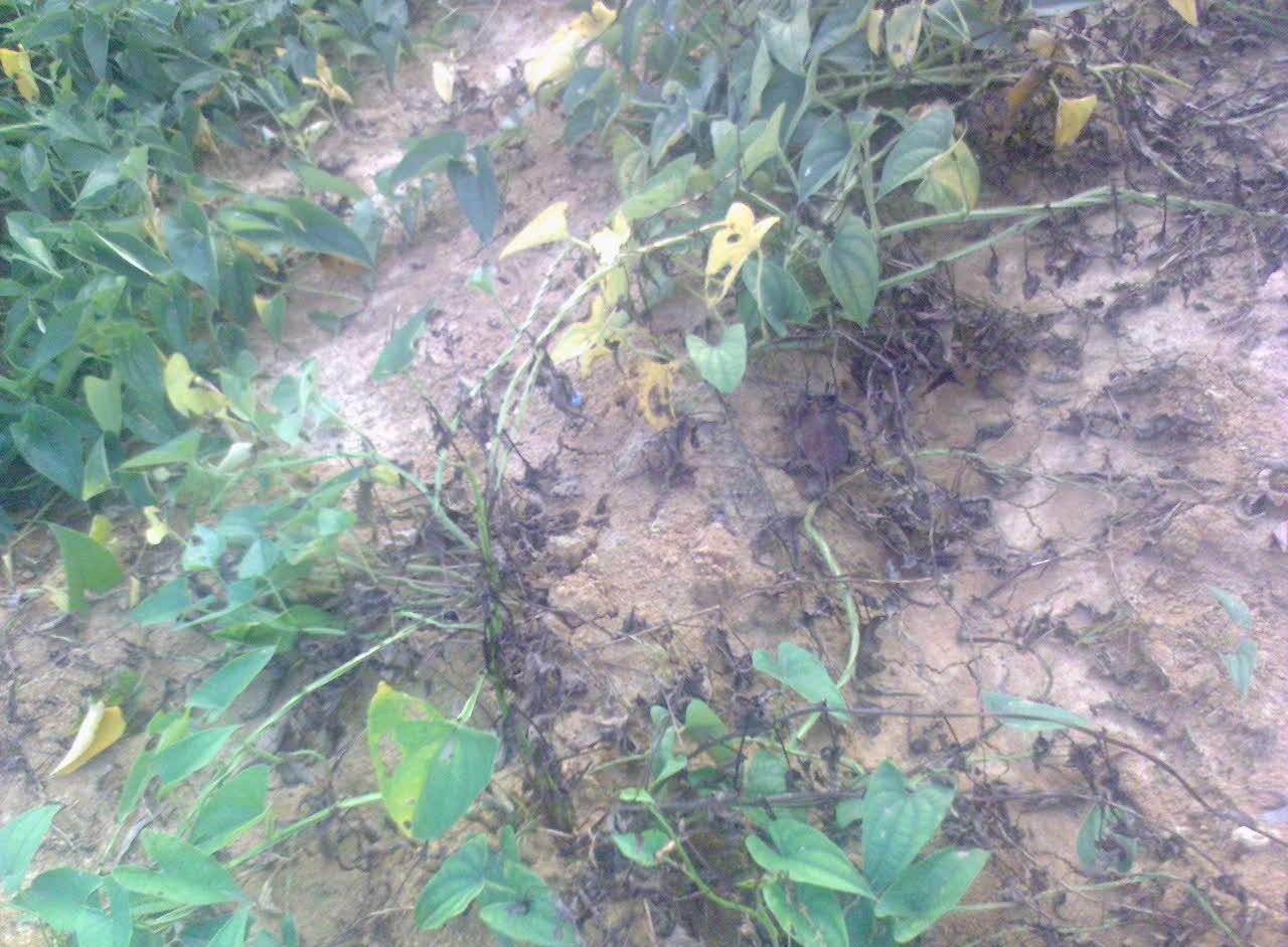 山药枯萎病危害可不小，了解发生规律，科学防治！