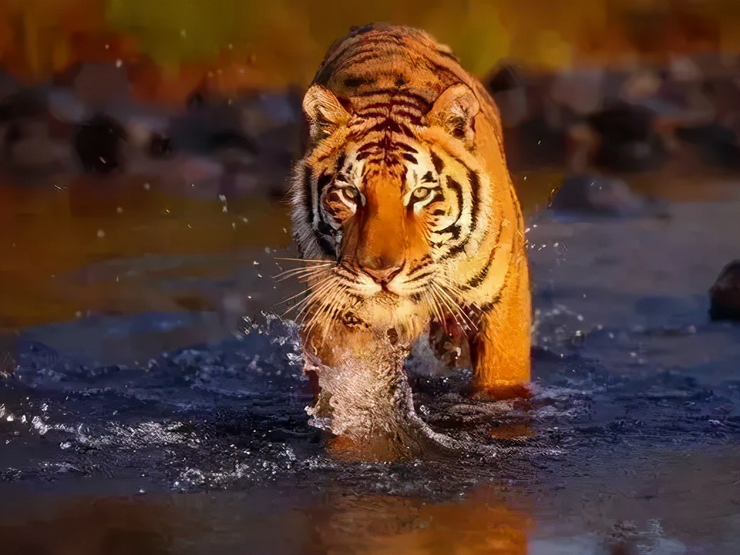 东北虎下山进村伤人老虎被鹅咬,东北虎下山进村伤人最后怎么样了