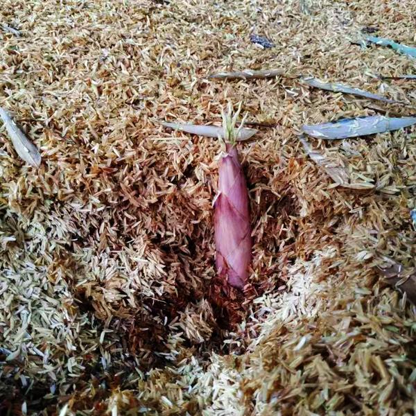 天目山雷笋与溪口雷笋,宁波奉化溪口雷笋