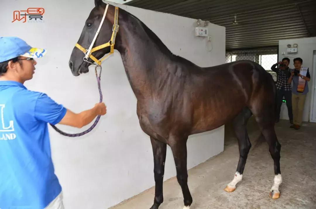 天马西来：游走在神话与真实之间的汗血宝马