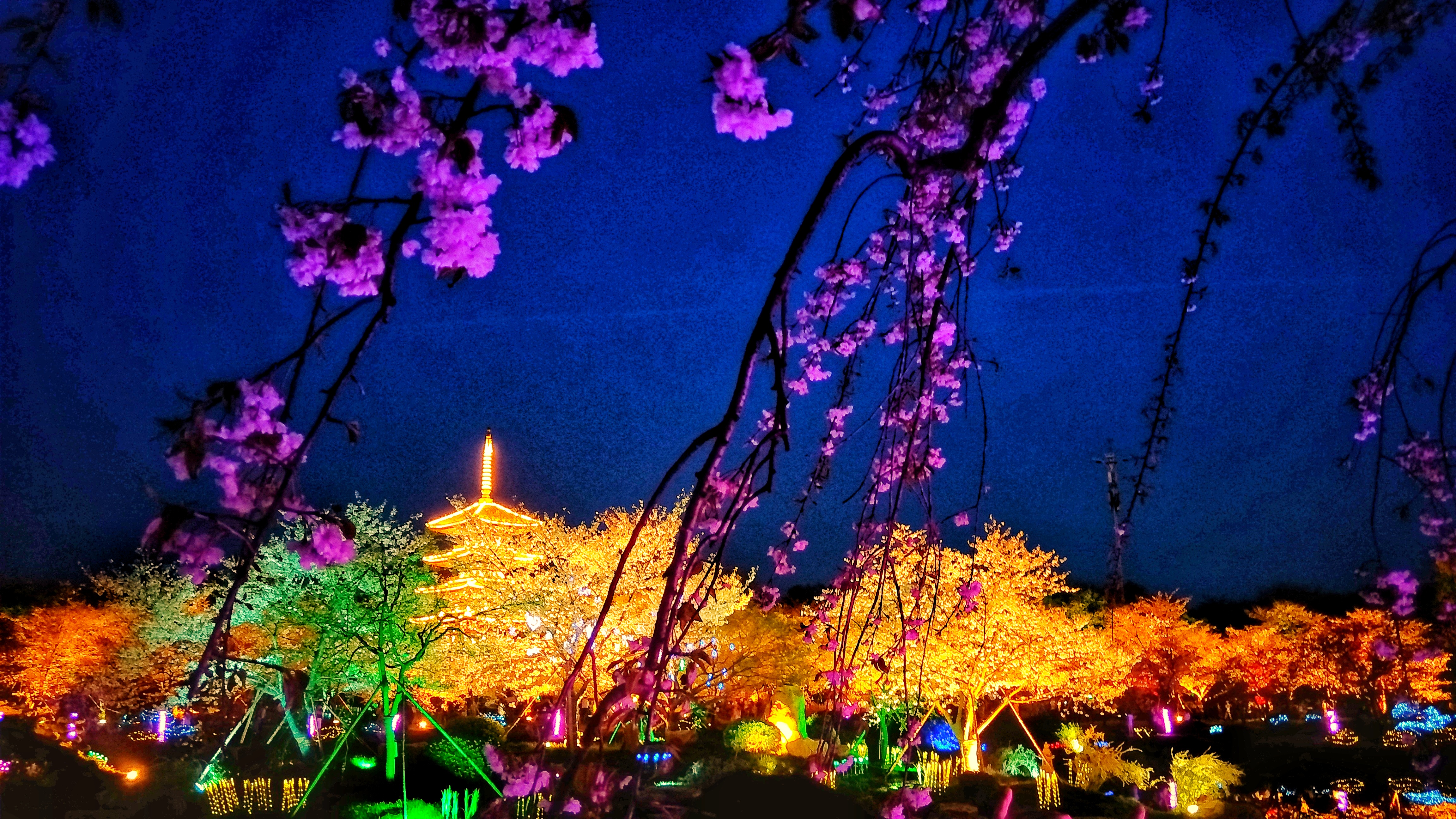 武汉赏樱之旅,武汉东湖樱园赏樱