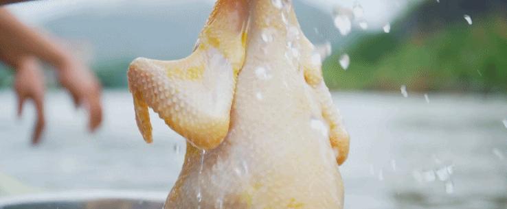 超有鸡味的阳山鸡,广东阳山鸡口感如何