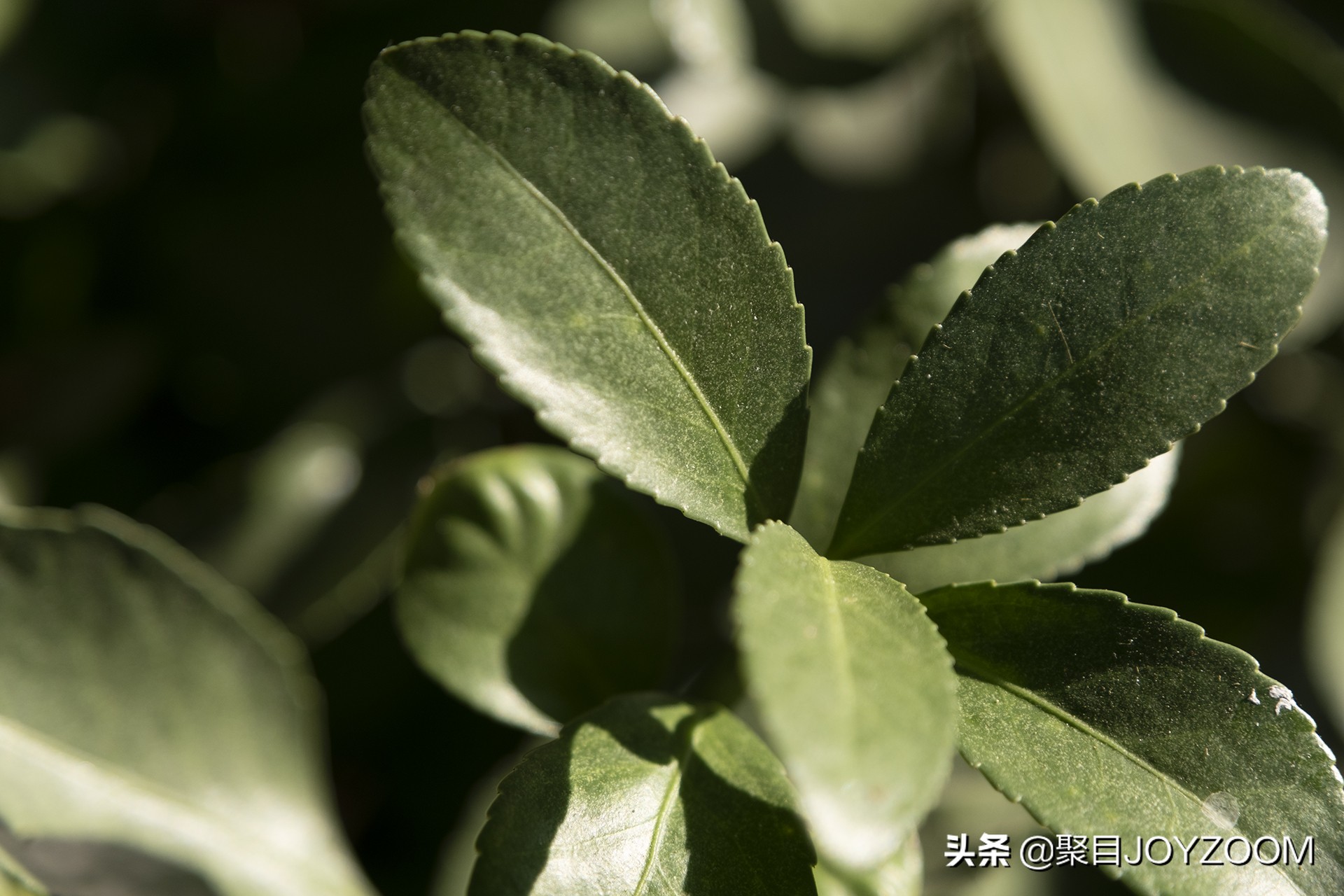 富士xf30mmf2.8微距镜头评测,富士xf16-80与xf18-55镜头对比