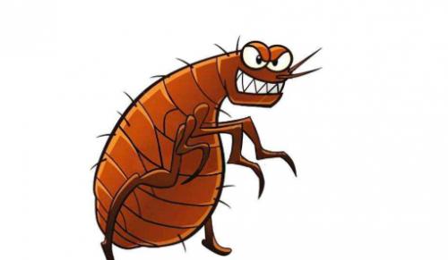 跳蚤怎么消灭最彻底最快,小孩头上跳蚤怎么消灭