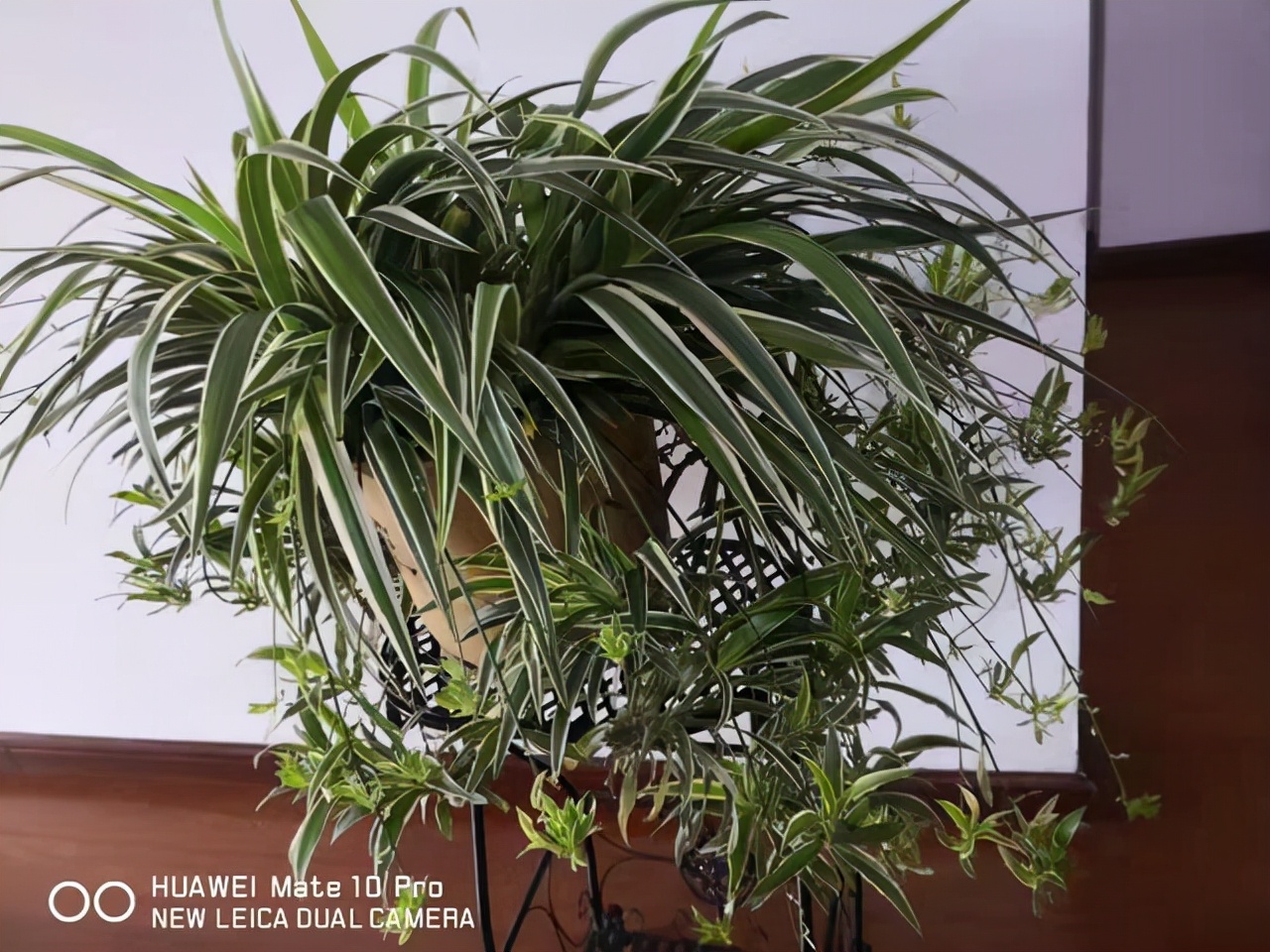 吊兰喜光和喜阴有什么区别,吊兰喜阴还是喜阳如何养护