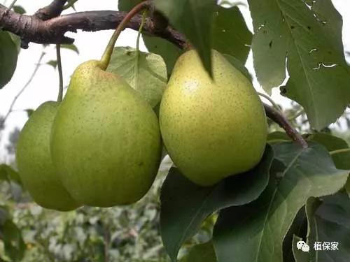 含聚天门冬氨酸水溶肥,精氨酸氨基酸肥料