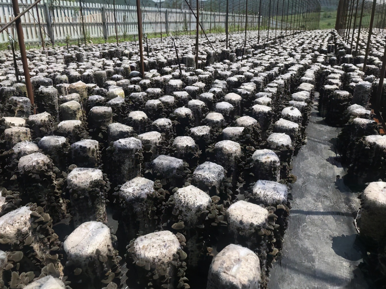 抚松县创业园区,抚松农业产业园