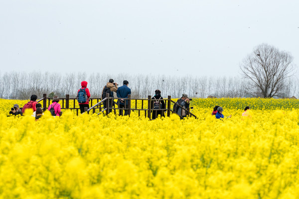 踏春赏花拍美景,踏春赏花逛湖