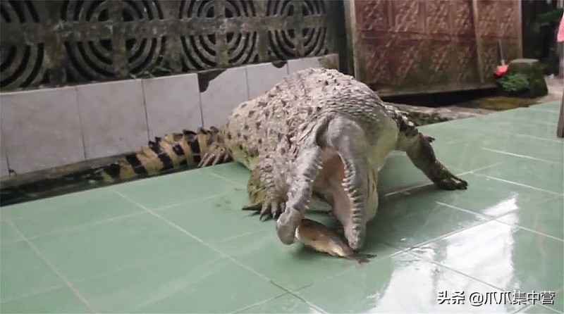 把鳄鱼当宠物养了20年每天400斤,鳄鱼当宠物炫耀