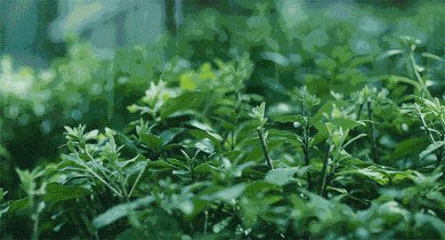 问世间情为何物原文,问世间情为何物下一句