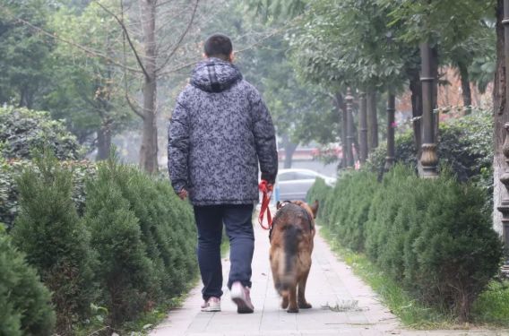 汶川地震狗救了32条人命,汶川地震狗狗救人21人