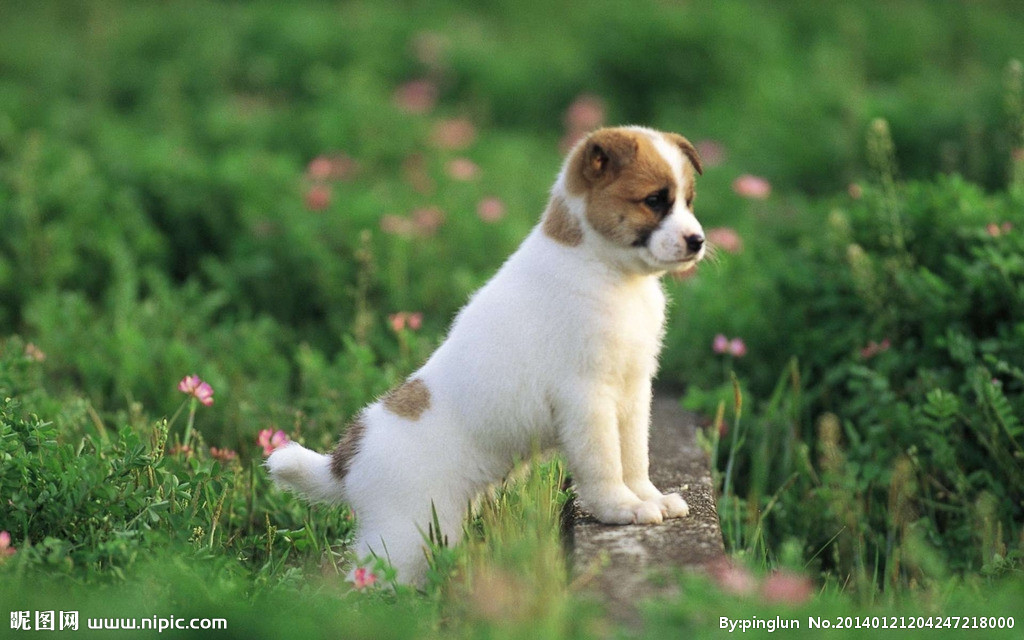 沙彤趣谈“狗性”