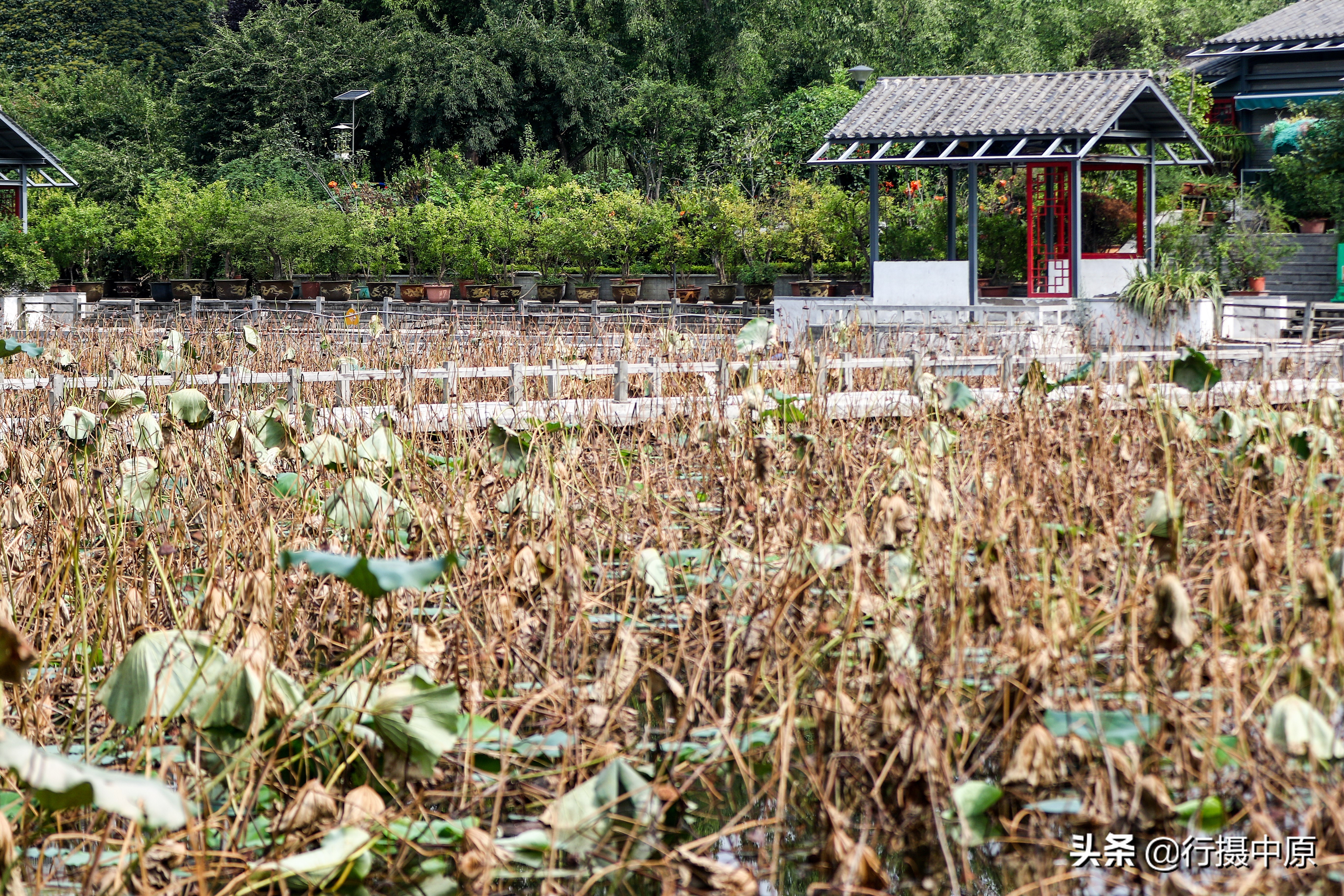 荷花“泡水”后会咋样？这场景，你可能没见过