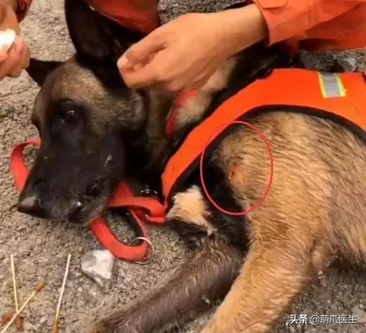 长得最像狼的狗,最帅狗