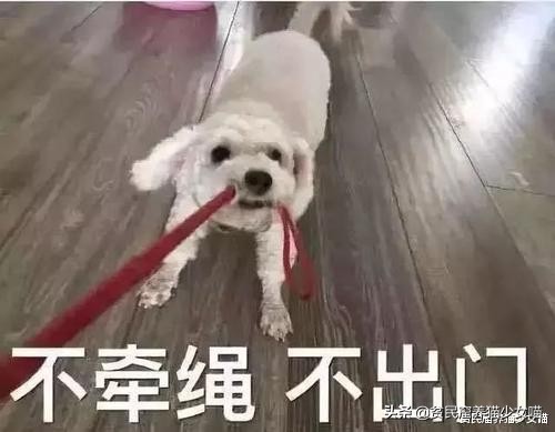 宠物口罩疫情,疫情期间宠物口罩