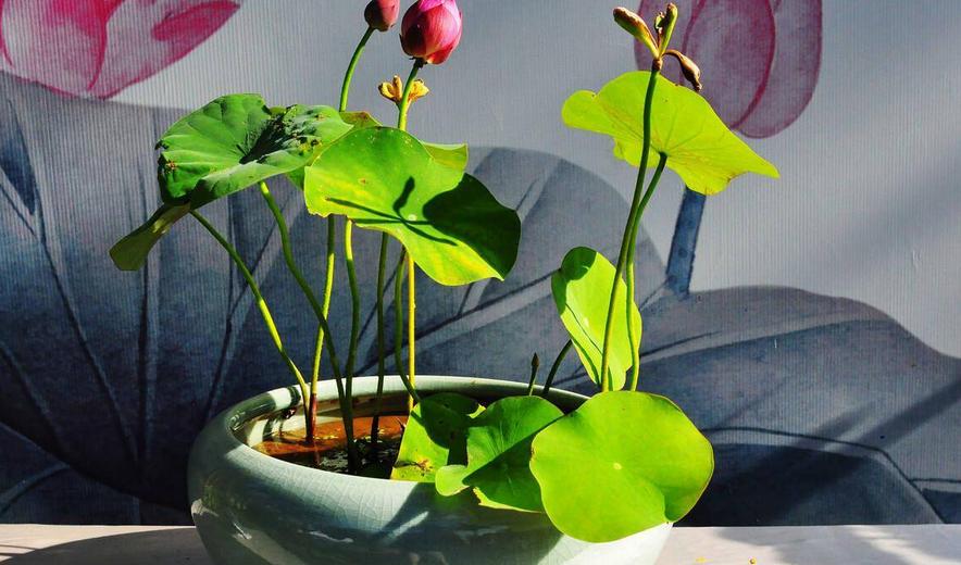 好看的中小型荷花品种,空间小养绿植