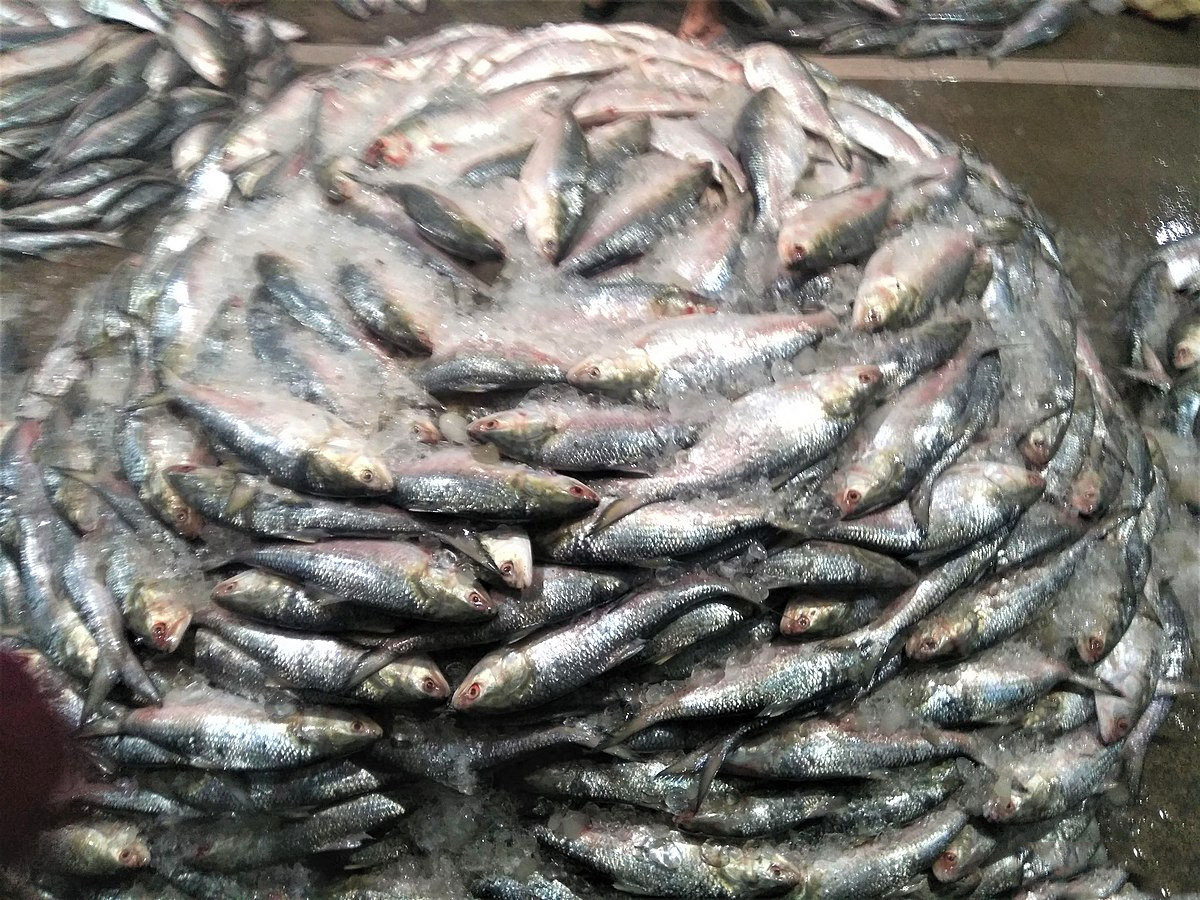 长江三鲜河豚刀鱼鲥鱼,鲥鱼是不是绝迹了