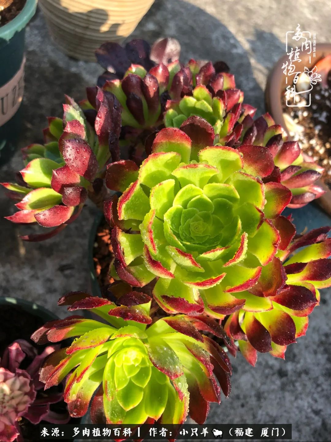 大城小爱:养多肉是个愉快的过程,种下去就有了无尽的期待